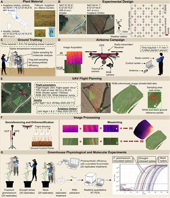 UAV-Based Thermal, RGB Imaging and Gene Expression Analysis Allowed Detection of Fusarium Head Blight and Gave New Insights Into the Physiological Responses to the Disease in Durum Wheat
